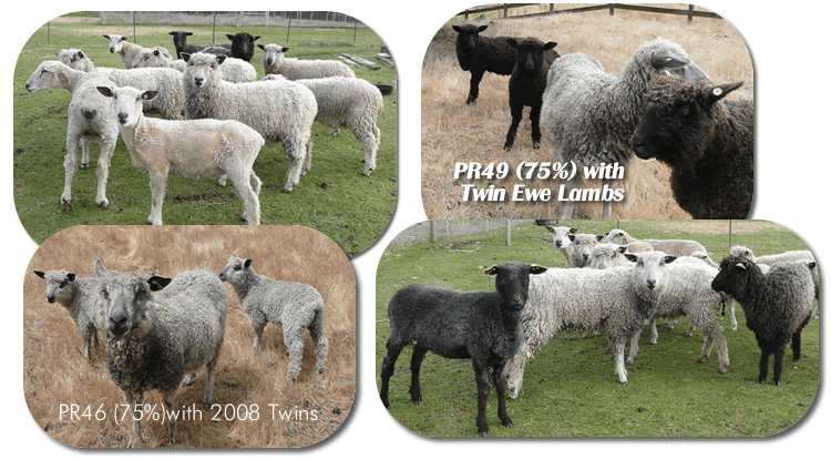 Wensleydale Sheep for Sale