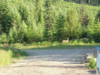 Montana Property