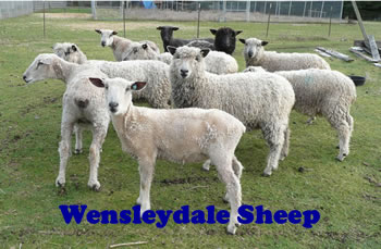 Wensleydale sheep for sale