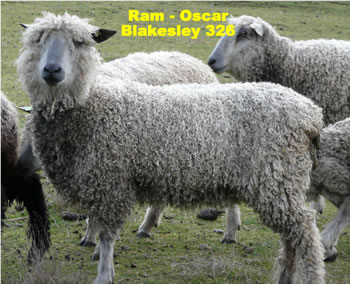 Wensleydale sheep for sale