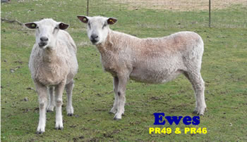 Wensleydale sheep for sale