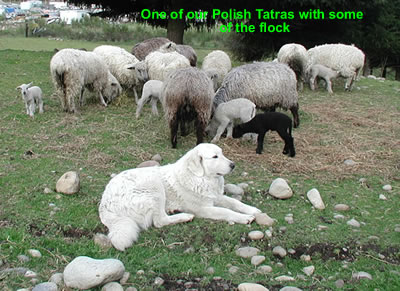 Polish Tatra with Wensleydale Sheep